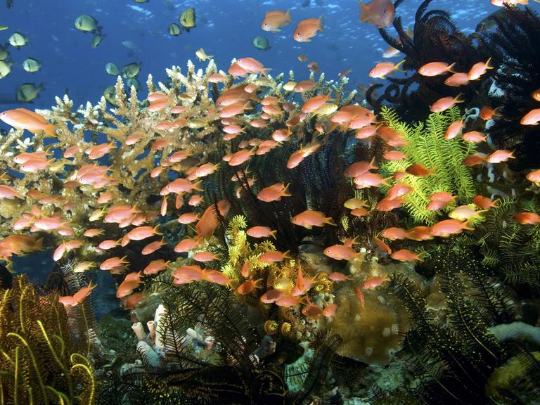 Verschiedene kleinere Fische schwimmen zwischen Seegras an einem Riff