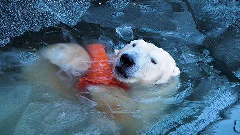 Ausschnitt aus Marten Persiels Film "Everything Will Change": Ein Eisbär im Wasser.