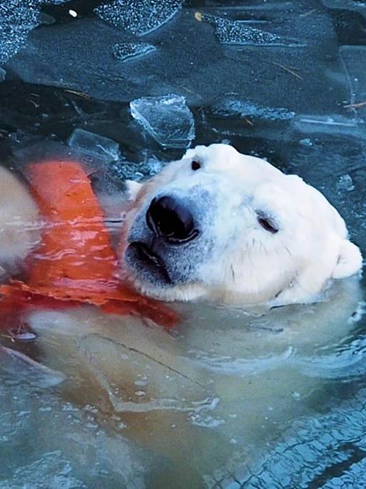 Ausschnitt aus Marten Persiels Film "Everything Will Change": Ein Eisbär im Wasser.