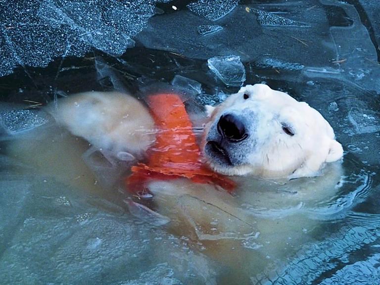 Ausschnitt aus Marten Persiels Film "Everything Will Change": Ein Eisbär im Wasser.