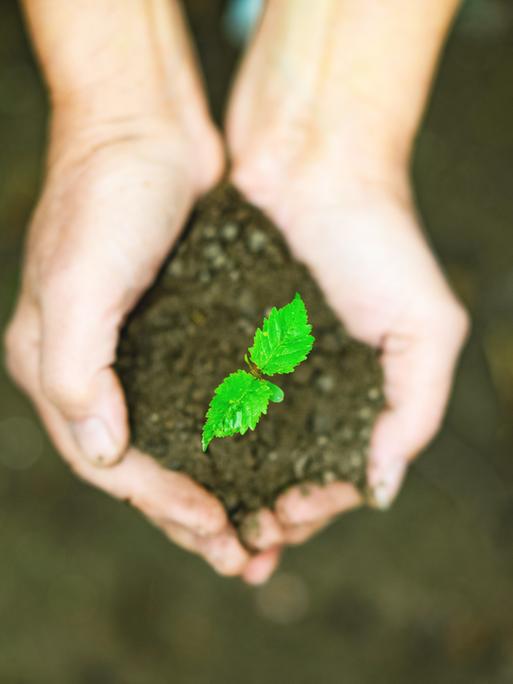 Eine kleine Pflanze liegt in der Hand einer Person, außenrum Erde