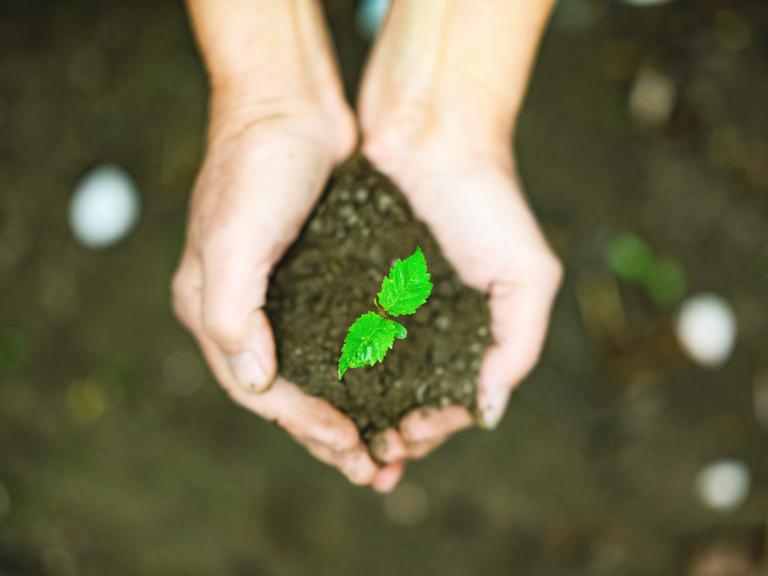 Eine kleine Pflanze liegt in der Hand einer Person, außenrum Erde