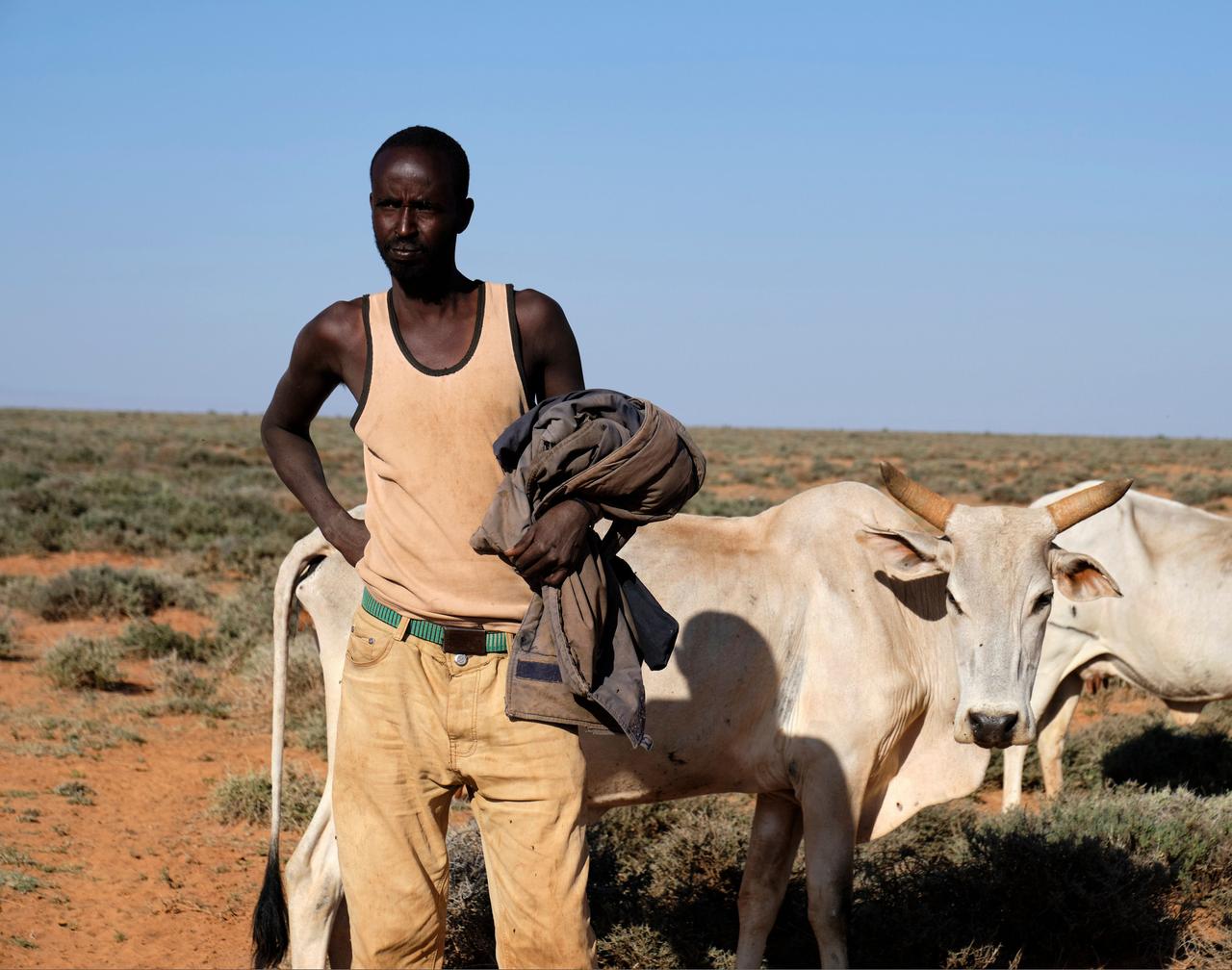 Der 25-jährige Abdirashid Yasin trägt helles Hemd und helle Hose. Neben ihm stehen abgemagerte Kühe. Der Boden ist trocken, vereinzelt gibt es grüne Büsche.