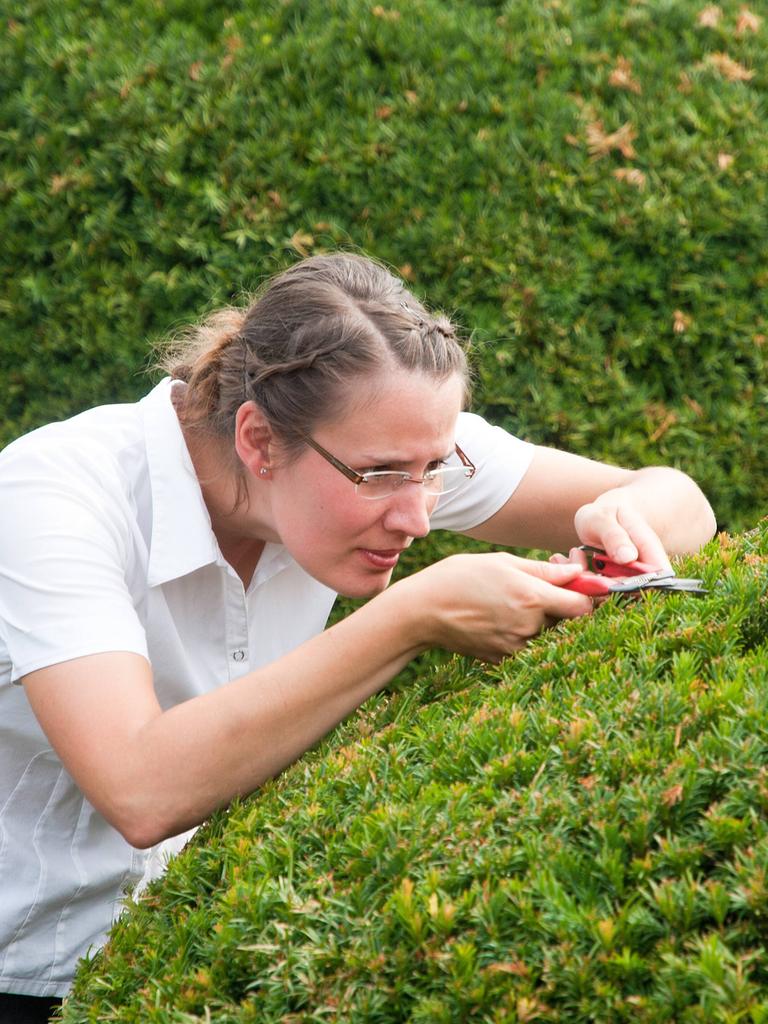 Bildnummer: 60826797  Datum: 26.07.2013  Copyright: imago/Andreas Krone      Junge Frau in Business Kleidung beschneidet Buchsbaum Symbolfoto Model released Gartenarbeit xdp x0x 2013 quer model released Symbolfoto akribie akribisch augen lasern augen-op baumschnitt brille buchspilz buxus cylindrocladium buxicola etepetete exakt exaktheit garten gartenarbeit gartengestaltung genau genauigkeit gewöhnlicher buchsbaum geziert haargenau hobbygärtnerin kontrolle konzentration konzentriert kugel kurzsichtig optiker overdressed pedanterie pedantisch perfekt perfektionismus perfektionistisch pingelig präzise präzision rund schere sehschwäche spiessertum spiessig streng stutzen suche suchen weitsichtig würde zwanghaft zählen übertrieben 