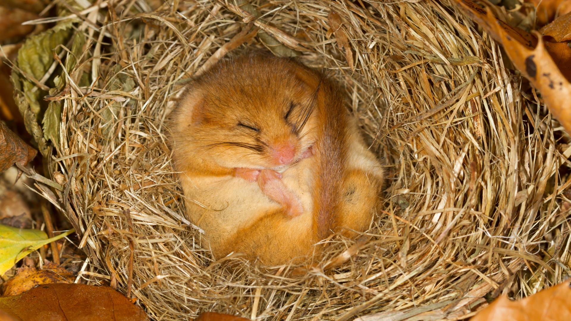 Ein kleiner hellbrauner Siebenschläfer liegt eingerollt mit dem Bauch nach oben und geschlossenen Augen in einem Nest.