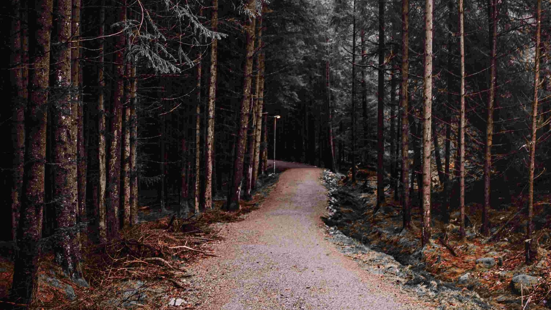 Ein einsamer Pfad in einem Nadelwald.