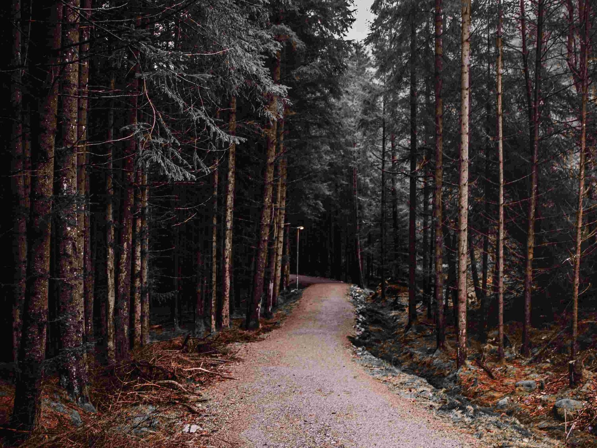 Ein einsamer Pfad in einem Nadelwald.