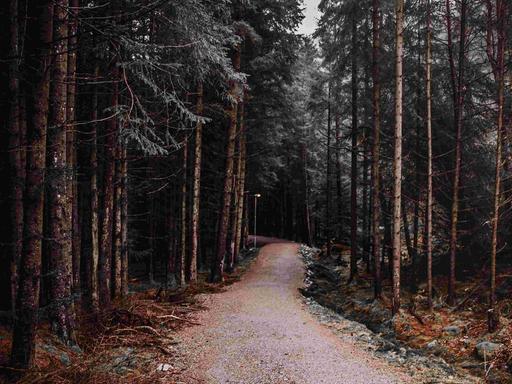 Ein einsamer Pfad in einem Nadelwald.