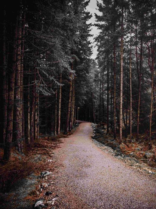 Ein einsamer Pfad in einem Nadelwald.