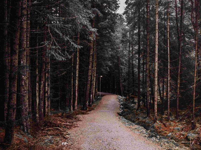 Ein einsamer Pfad in einem Nadelwald.