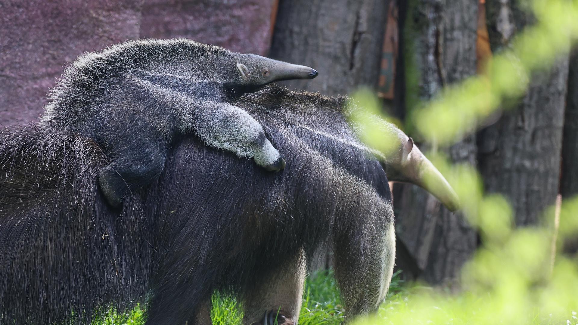 Ameisenbärin Bardana geht mit ihrer Tochter auf dem Rücken durch die Südamerikaanlage des Leipziger Zoos. Die am 10. Februar geborene Ameisenbärin im Zoo Leipzig heißt Amei. Der Name war aus drei Favoriten ausgewählt worden. Zuvor waren 4400 Namensvorschläge eingegangen, wie der Zoo mitteilte. Große Ameisenbären sind eigentlich in Mittel- und Südamerika zu Hause und stehen auf der Roten Liste der gefährdeten Arten.