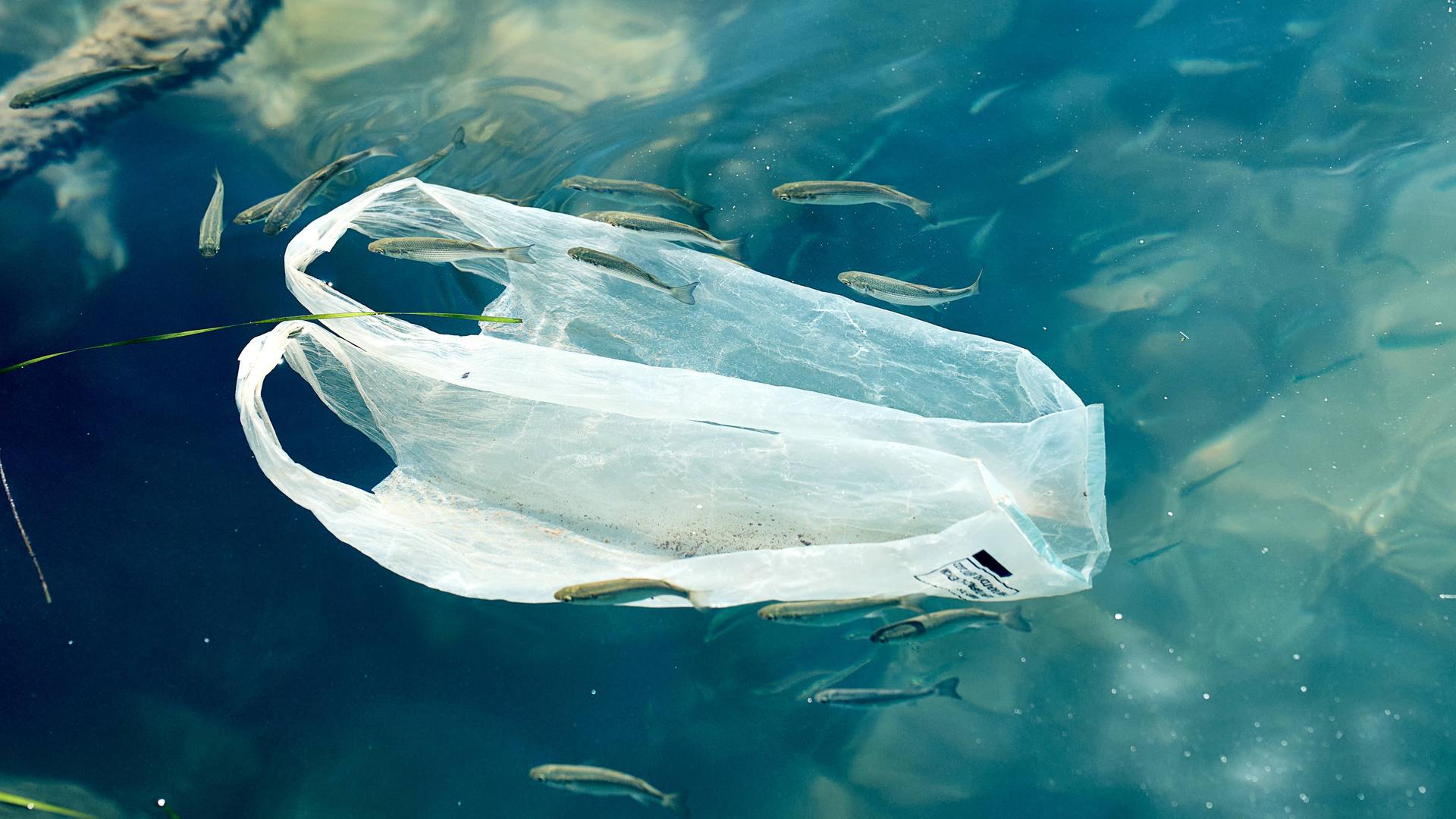 Plastiktüte treibt im Wasser und zeigt die verheerenden Auswirkungen von Umweltverschmutzung auf Gewässer.