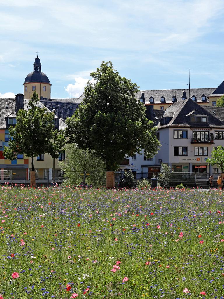 Eine Wildblumenwiese in der Siegener Innenstadt Innenstadt, im Hintergrund sieht man Häuser und einen Kirchtrum