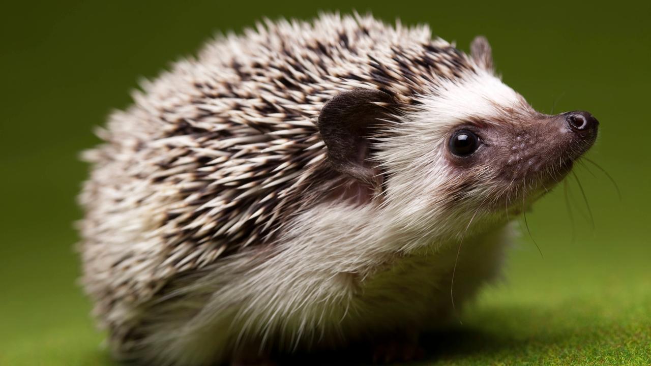 Igel ist Tier des Jahres 2024