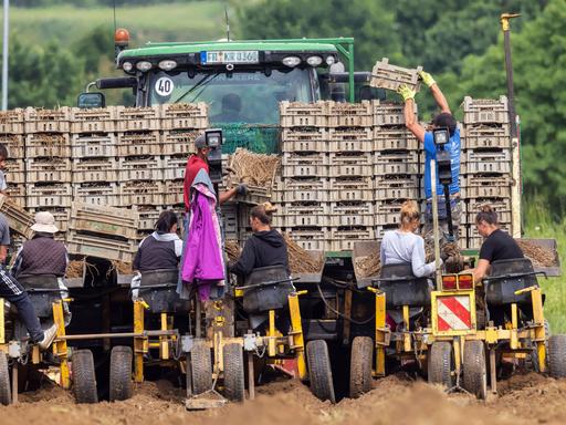 Weißer Spargel wird gepflanzt, einjährige Jungpflanzen. Viele Helfer und eine Spezialmaschine sind sind auf dem Acker von hinten zu sehen.