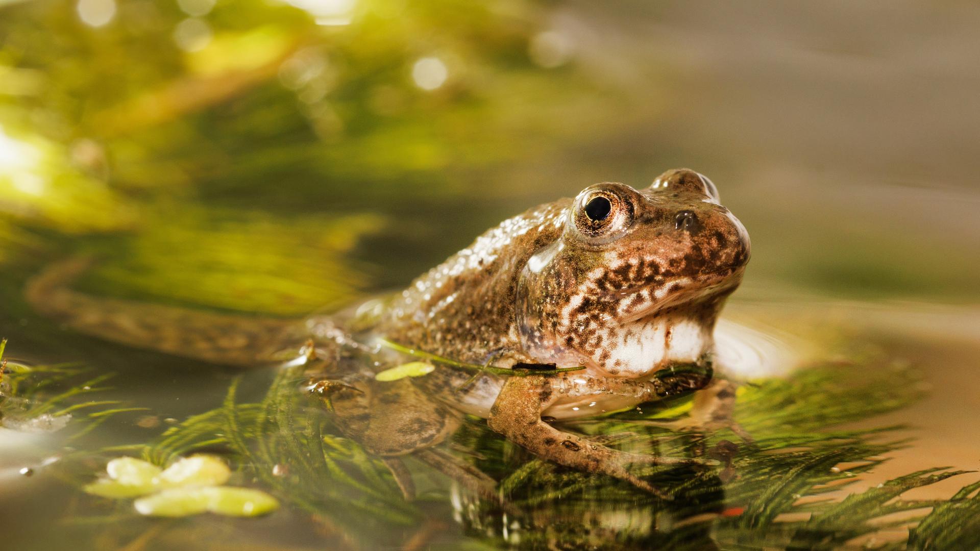 Eine braun gefleckte Kröte mit schwarzen hervorstehenden Augen sitzt auf einem  Zweig, der sich in einem Teich befindet und aus der Wasseroberfläche hervorragt. 