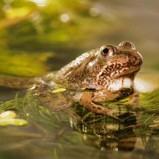 Eine braun gefleckte Kröte mit schwarzen hervorstehenden Augen sitzt auf einem  Zweig, der sich in einem Teich befindet und aus der Wasseroberfläche hervorragt. 