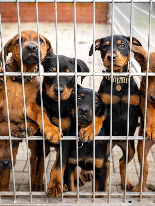 Junge Hunde in einem Käfig in einem Tierheim. 