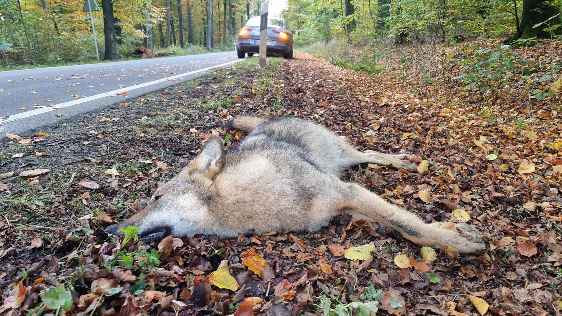 Ein toter Wolf liegt nach einem Unfall mit einem PKW an einer Landstraße.