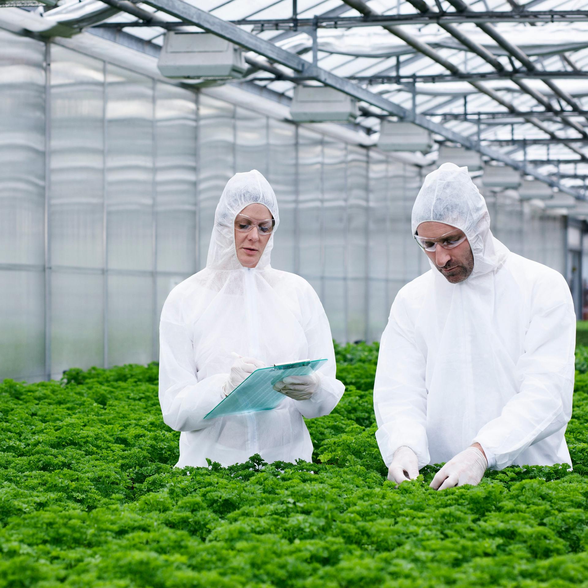 Zwei Wissenschaftler in weißen Schutzanzügen untersuchen in München in einem Gewächshaus Petersilie. 