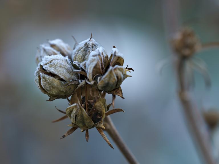 Eine gefrorene Knospe ist mit kleinen Eiskristallen bedeckt.
