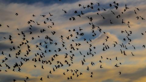 Ein Vogelschwarm vor einem wolkigen Himmel.