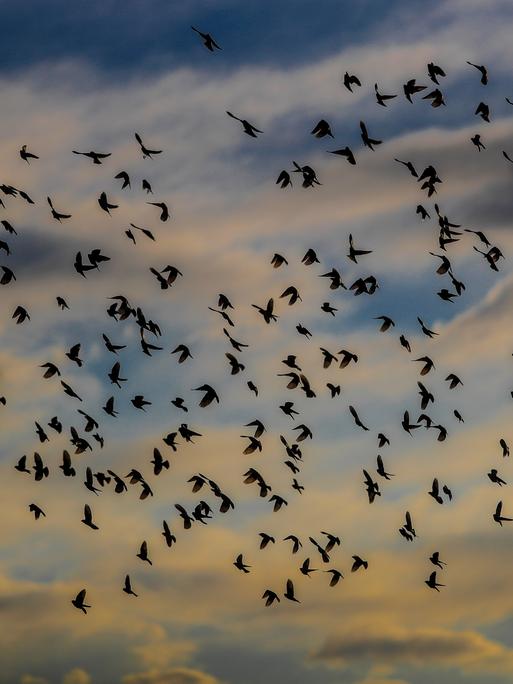 Ein Vogelschwarm vor einem wolkigen Himmel.