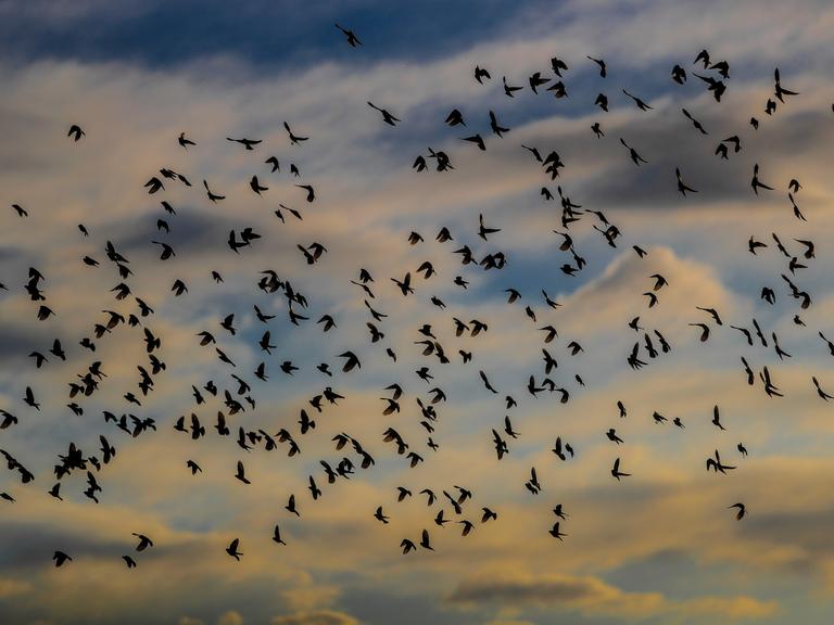Ein Vogelschwarm vor einem wolkigen Himmel.