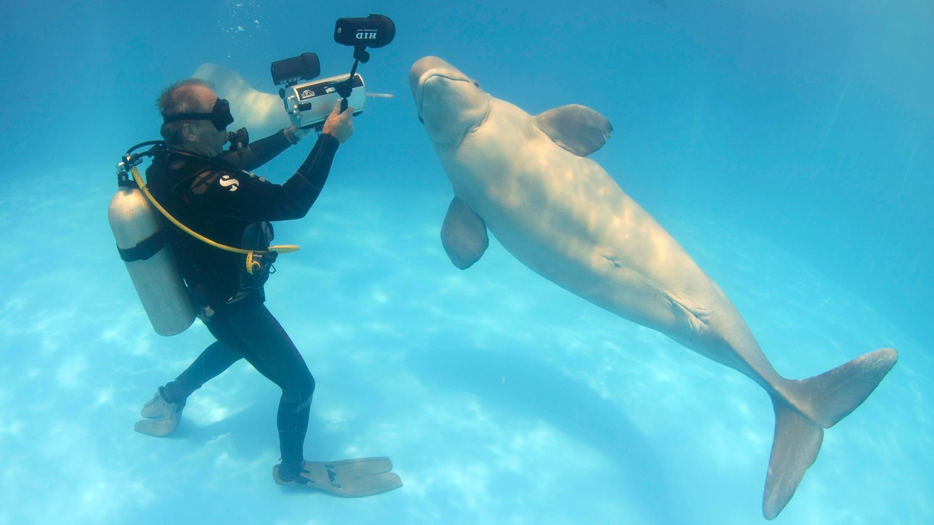 Ein Taucher mit Mikrophon nimmt die Unterwasserwelt-Sounds auf, während sich im ein Belugawal nähert.