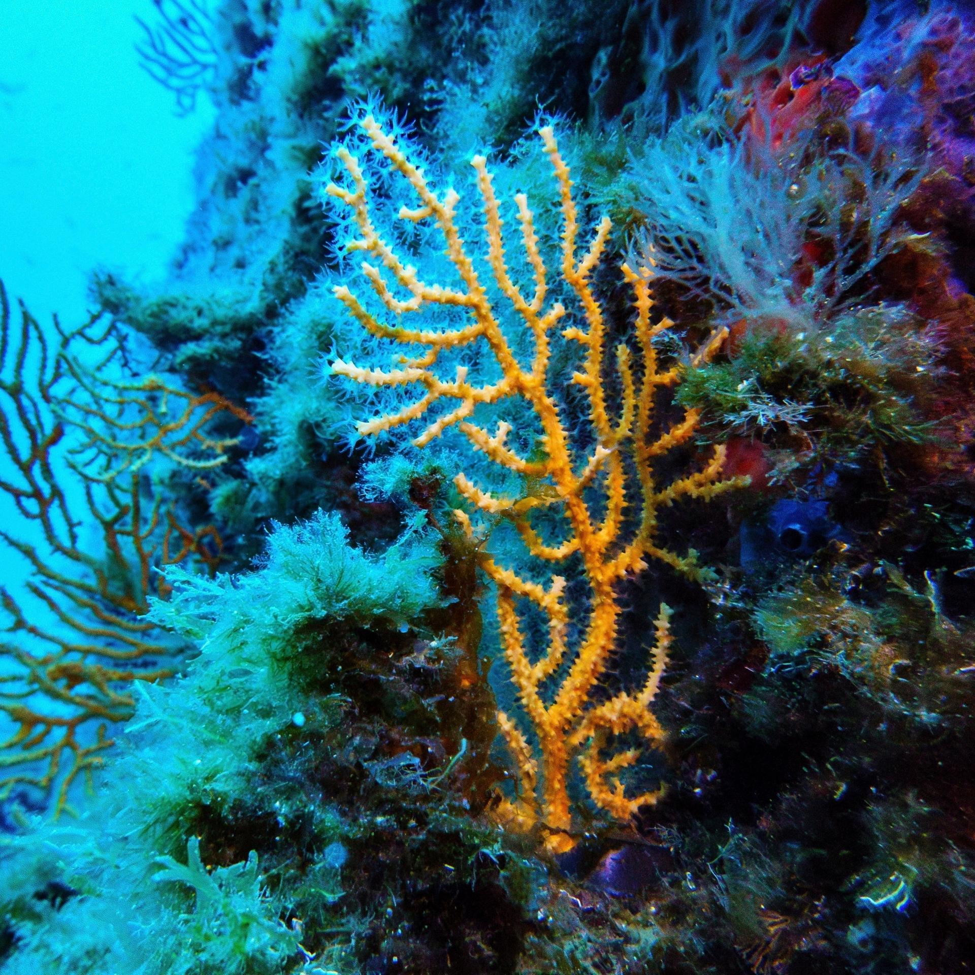 Korallen im Schutzgebiet des französischen Nationalparks Porquerolles.