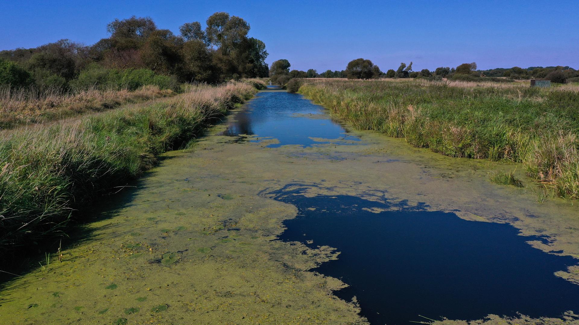 Ein Teichgraben durchzieht die Kernzone des Unesco-Biosphärenreservats Drömling. Vor etwa 15 Jahren hat die Wiedervernässung des Moores begonnen. 