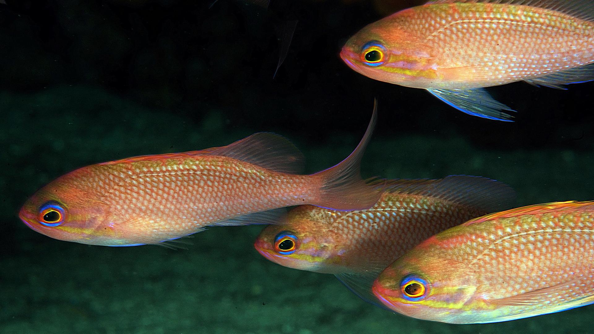 Vier Goldfische schwimmen im Meer in der Türkei.