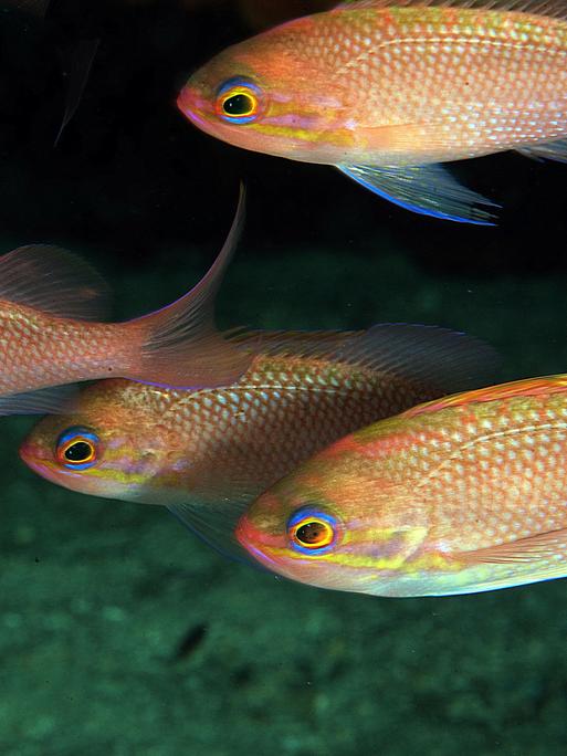 Vier Goldfische schwimmen im Meer in der Türkei.