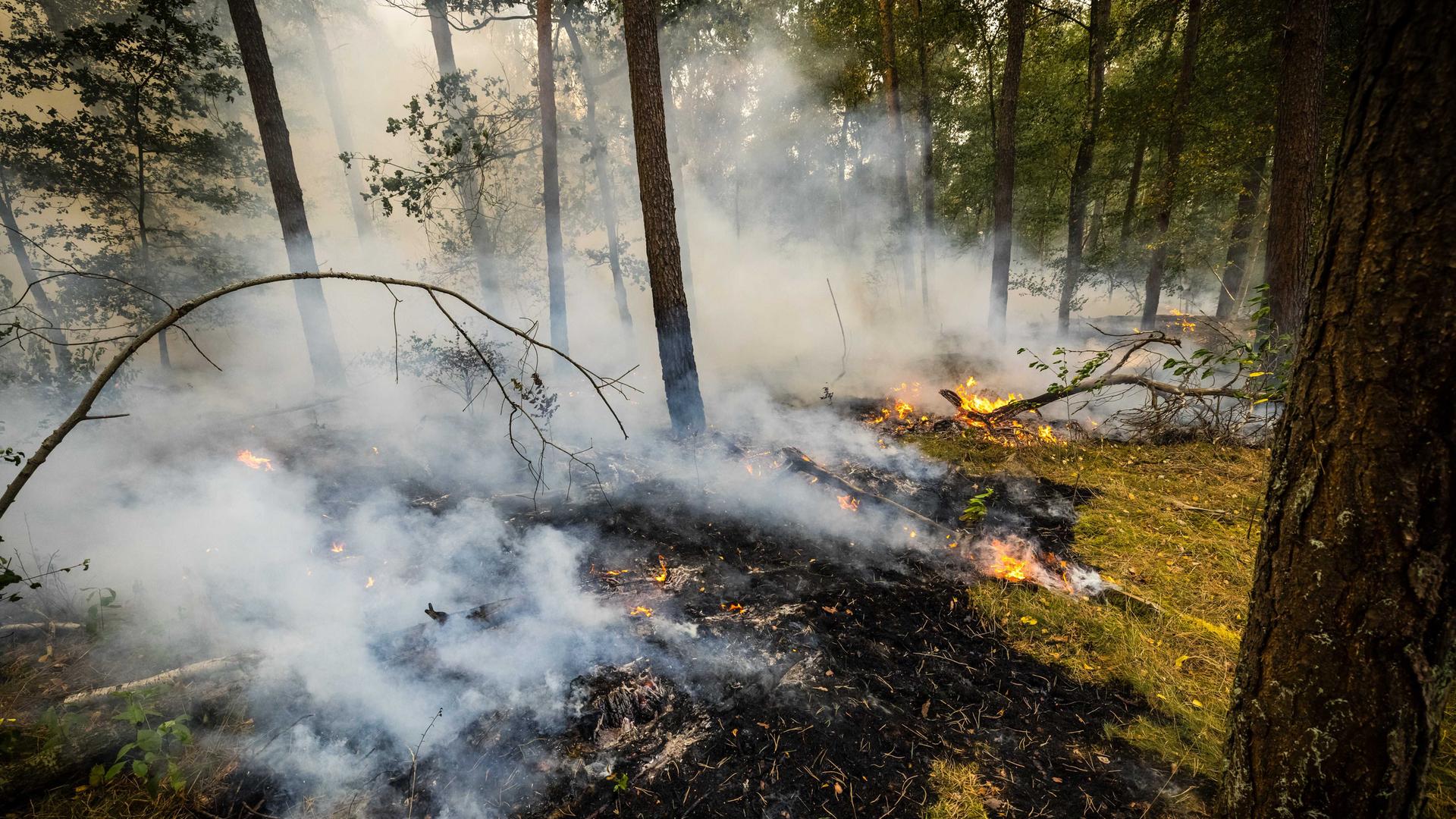 Ein Feuer in einem Wald mit niedergebrannten Bäumen und emporsteigendem Rauch.