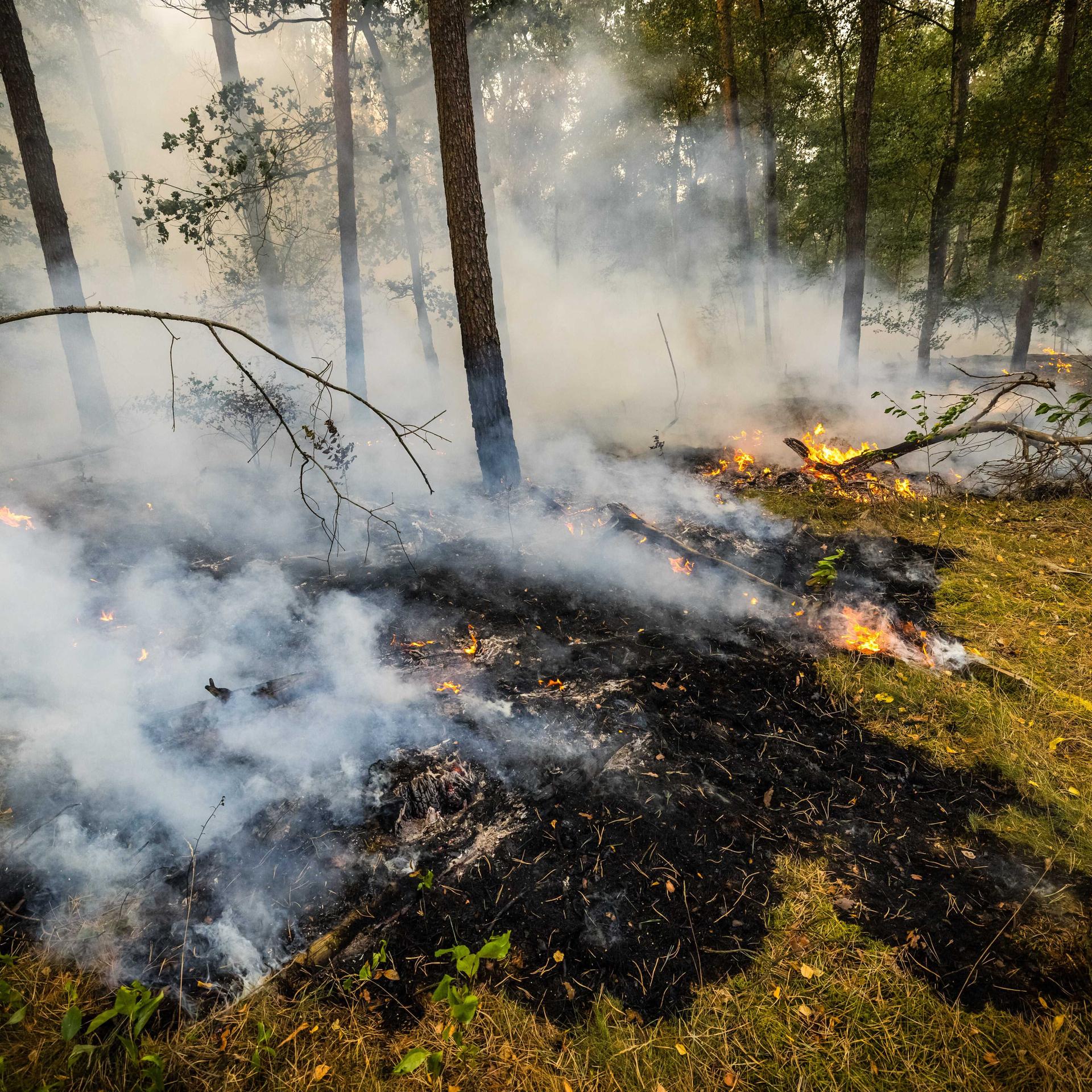 2026-08-03 18:48:38 OOSTRUM  Die Feuerwehr bekämpft einen Großbrand im Naturschutzgebiet De Rosmolen. Aufgrund der Trockenheit konnte sich das Feuer rasant ausbreiten. ROB ENGELAAR / ANP