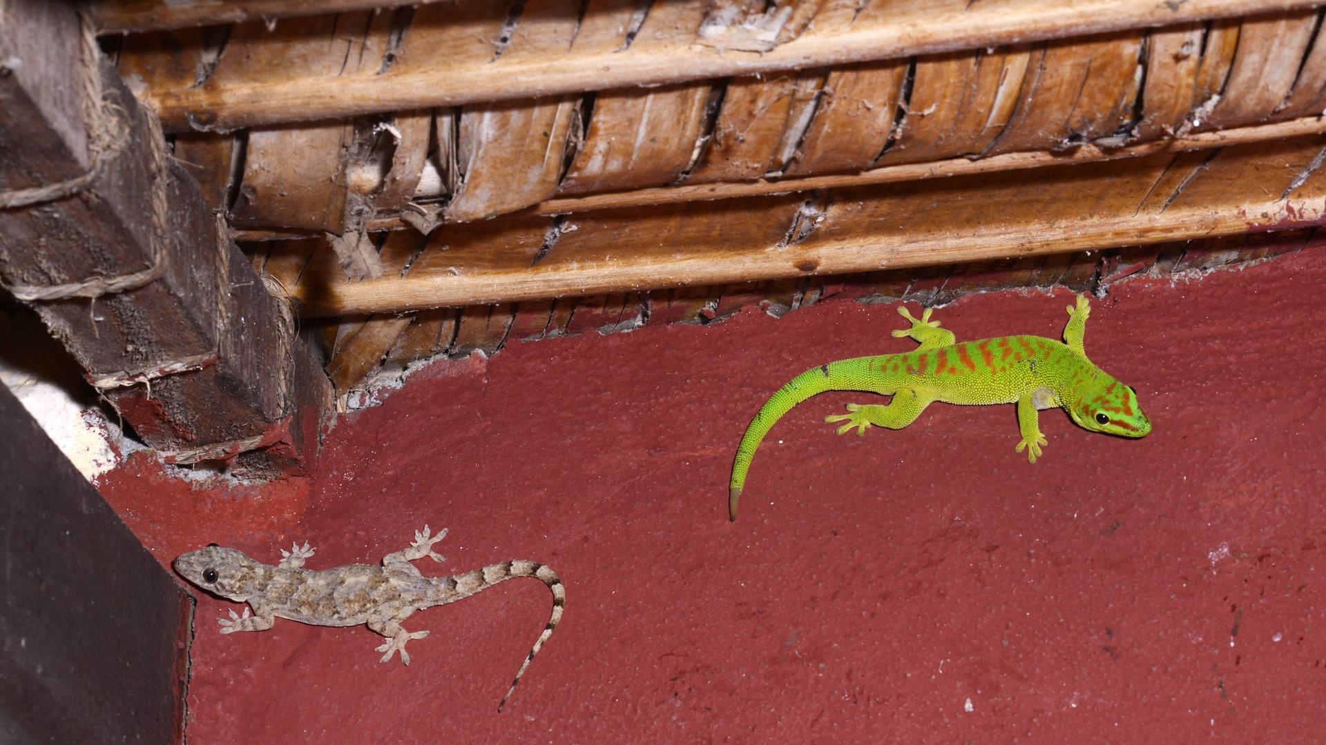 Zwei Geckos sitzen an einer roten Wand. Einer ist grün mit roten Streifen auf dem Rücken. Der andere ist hellbraun und hat mittelbraune Streifen. Zwei Geckos sitzen an einer roten Wand. Einer ist grün mit roten Streifen auf dem Rücken. Der andere ist hellbraun und hat mittelbraune Streifen.