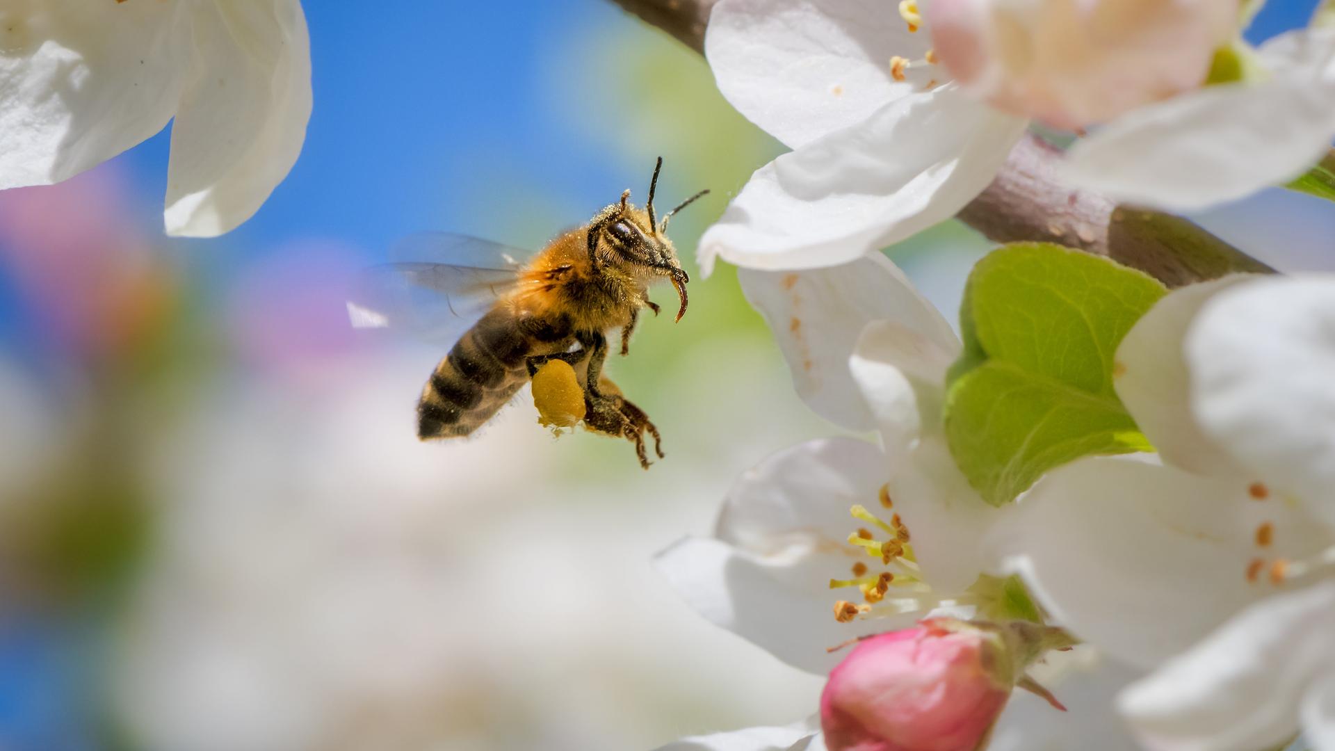 Eine Biene bestäubt eine Apfelblüte.