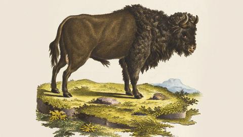 Historische Illustration eines Auerochsen.