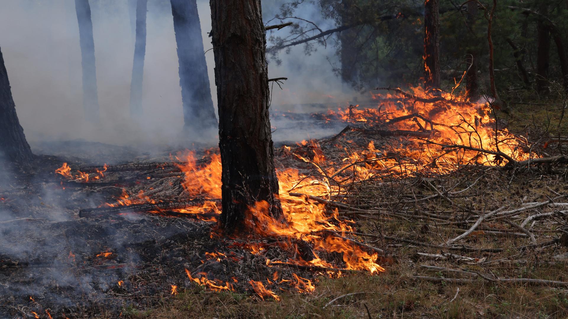 Waldbrände: Auch in Deutschland drohen unkontrollierbare Feuer