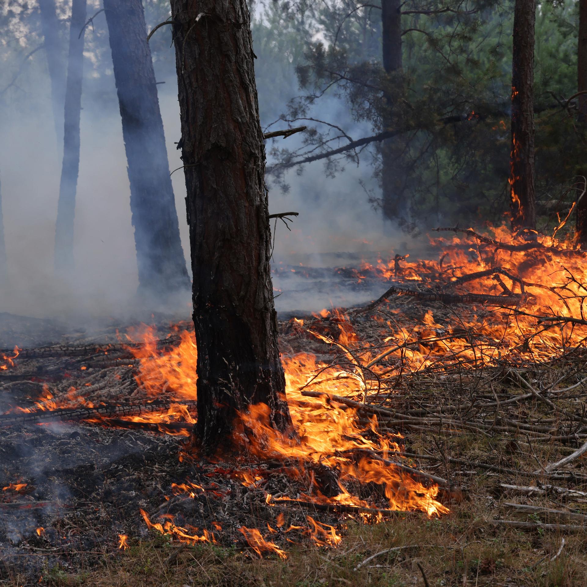 Chiemgauer Alpen - Waldbrand am Saurüsselkopf in Bayern - Landratsamt Traunstein ruft Katastrophenfall aus