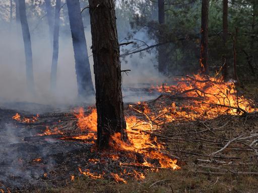 Brennender Waldboden in der Lieberoser Heide.