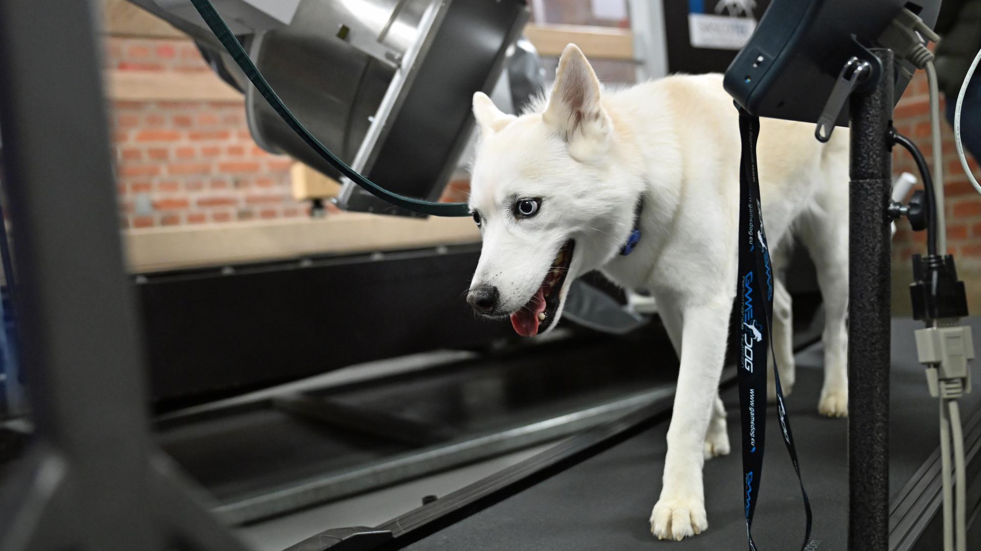 Ein Husky-Mischling auf dem Laufband der neuen FluoKin-Anlage im Veterinär-Anatomischen Institut der Uni Leipzig. Die Anlage ermöglicht Röntgenaufnahmen von Tieren in Bewegung - von Mäusen bis zu Pferden. Ein Husky-Mischling auf dem Laufband der neuen FluoKin-Anlage im Veterinär-Anatomischen Institut der Uni Leipzig. Die Anlage ermöglicht Röntgenaufnahmen von Tieren in Bewegung - von Mäusen bis zu Pferden.