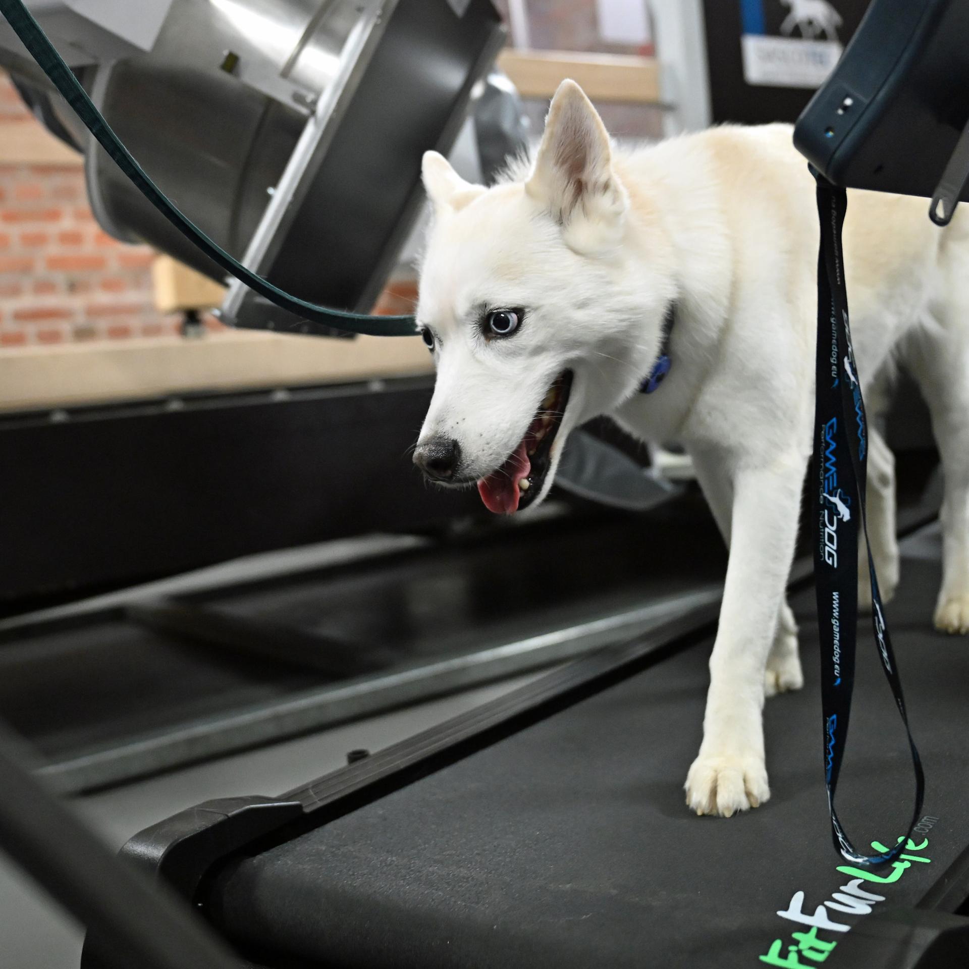 Veterinärmedizin - Neue Anlage ermöglicht, Tiere in Bewegung zu durchleuchten Veterinärmedizin - Neue Anlage ermöglicht, Tiere in Bewegung zu durchleuchten