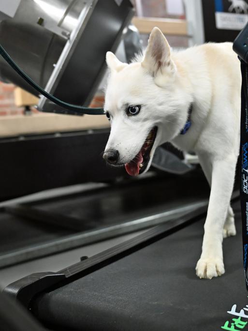 Ein Husky-Mischling auf dem Laufband der neuen FluoKin-Anlage im Veterinär-Anatomischen Institut der Uni Leipzig. Die Anlage ermöglicht Röntgenaufnahmen von Tieren in Bewegung - von Mäusen bis zu Pferden.