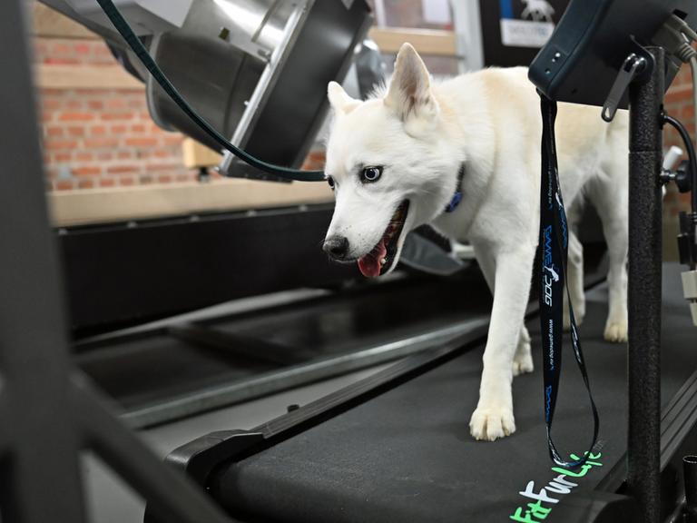 Ein Husky-Mischling auf dem Laufband der neuen FluoKin-Anlage im Veterinär-Anatomischen Institut der Uni Leipzig. Die Anlage ermöglicht Röntgenaufnahmen von Tieren in Bewegung - von Mäusen bis zu Pferden.