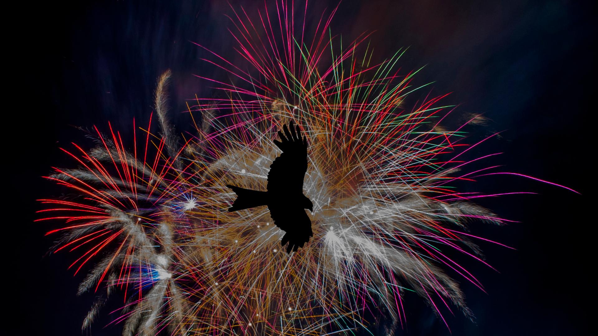 Die schwarze Silhouette eines fliegenden Vogels vor einem farbenfrohen Feuerwerk am Nachthimmel.