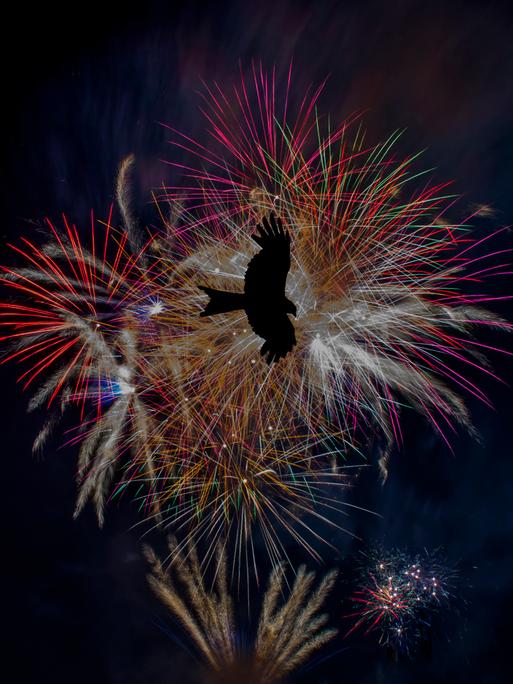 Die schwarze Silhouette eines fliegenden Vogels vor einem farbenfrohen Feuerwerk am Nachthimmel.