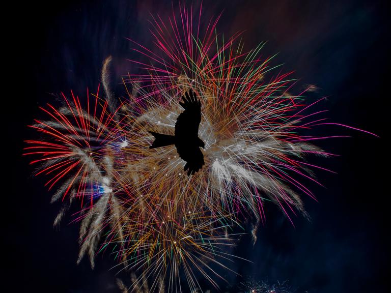 Die schwarze Silhouette eines fliegenden Vogels vor einem farbenfrohen Feuerwerk am Nachthimmel.