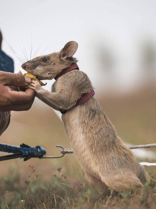 Eine Ratte stützt sich auf der Hand eines Mannes ab.