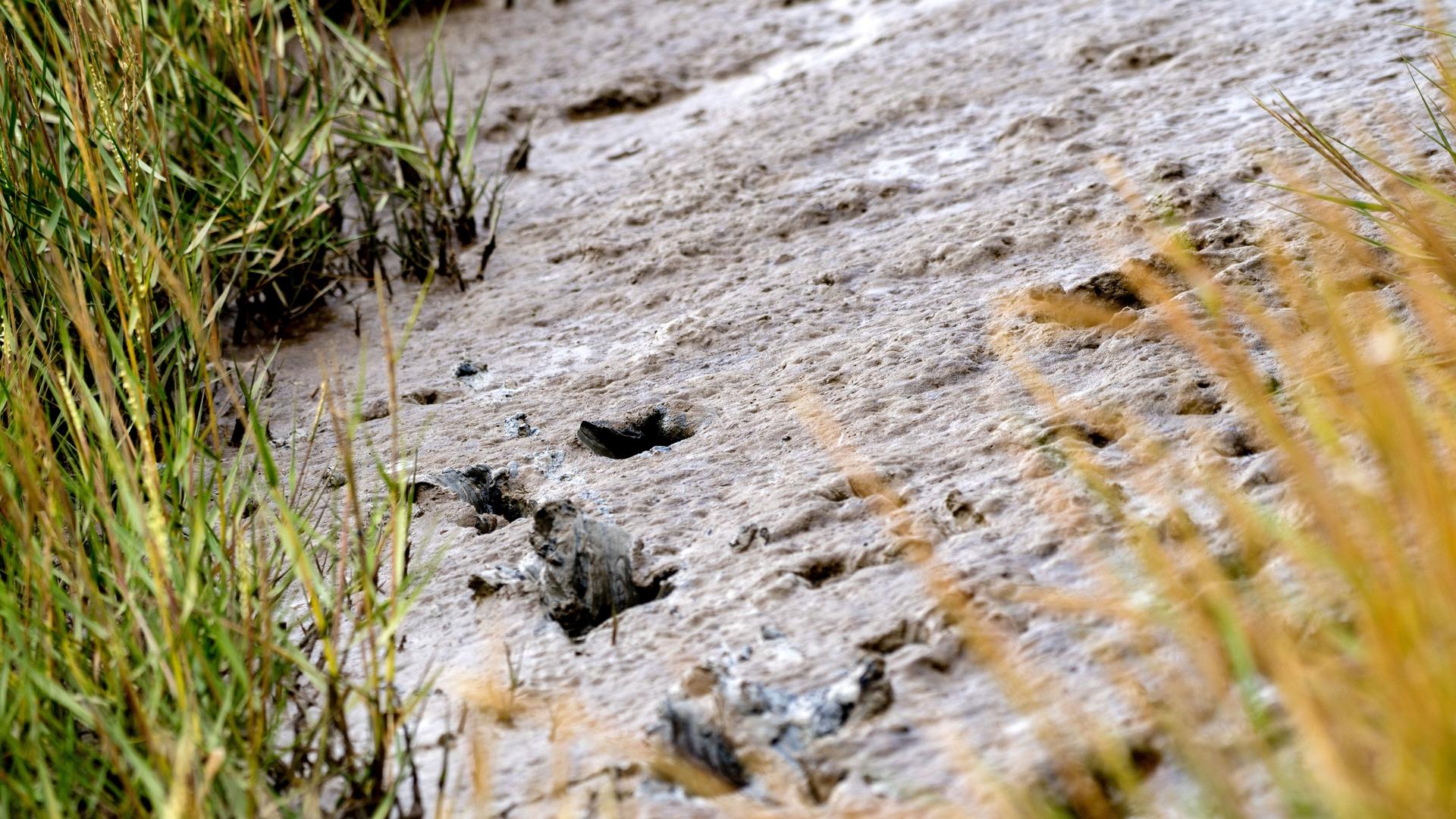 Tierspuren zeichnen sich im Schlickboden der Salzwiesen im Jadebusen vor Dangast ab. Das Weltnaturerbe Wattenmeer erstreckt sich entlang der Nordseeküste von den Niederlanden über Deutschland bis Dänemark. Tierspuren zeichnen sich im Schlickboden der Salzwiesen im Jadebusen vor Dangast ab. Das Weltnaturerbe Wattenmeer erstreckt sich entlang der Nordseeküste von den Niederlanden über Deutschland bis Dänemark.